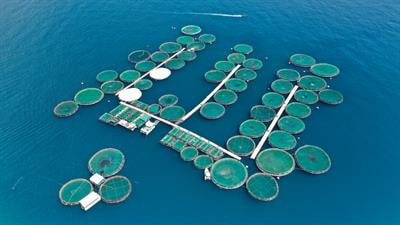 Cover image for research topic "Aquatic Animal Welfare as a Driver for the Improvement of Food Production Systems"