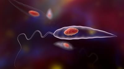 Cover image for research topic "Latest findings on Leishmania parasites for better Vaccine Design and Drug Development"