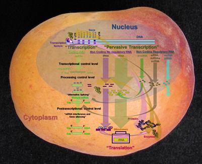 Cover image for research topic "New approaches to fruit tree transcriptome analysis"