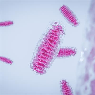 Cover image for research topic "New Insights into the Role of Mitochondria in Muscle Pathophysiology"