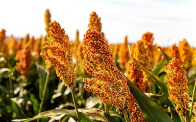 Cover image for research topic "Biotechnological Applications of Endophytes in Agriculture, Environment and Industry"