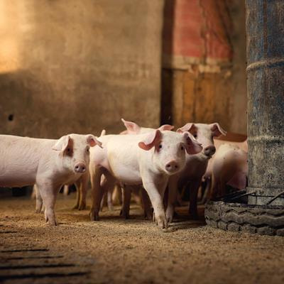 Cover image for research topic "Bio-accessibility of Functional Compounds and Nutrients of Animal Diets"