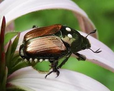 Cover image for research topic "Focus on Popillia japonica"