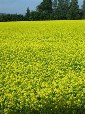 Cover image for research topic "Physiology and cellular mechanisms of isothiocyanates and other glucosinolate degradation products in plants"