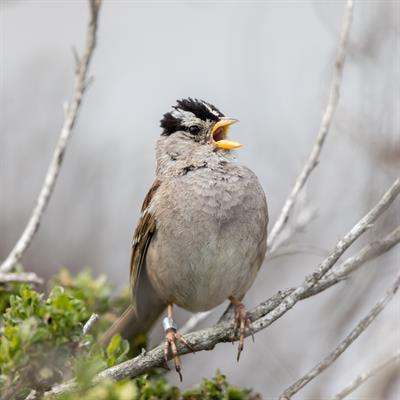 Cover image for research topic "The Role of Seasonal Hormones in Plasticity of Morphology and Natural Behavior: an Integrative Perspective using Non-Traditional Model Systems"