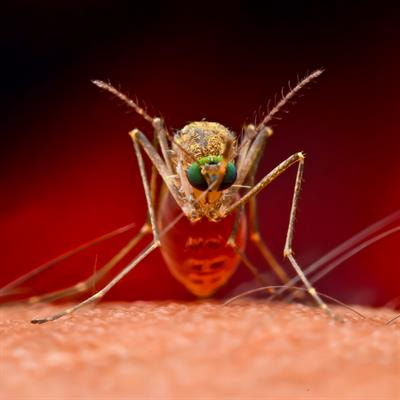 Cover image for research topic "Frontiers in Malaria Research"