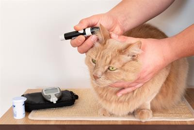 Cover image for research topic "Pain Assessment and Management in Small Animals"