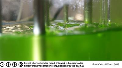 Cover image for research topic "Advances in microalgae biology and sustainable applications"