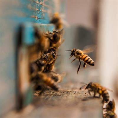 Cover image for research topic "Therapeutic potential of propolis – from in vitro studies to clinical trials"