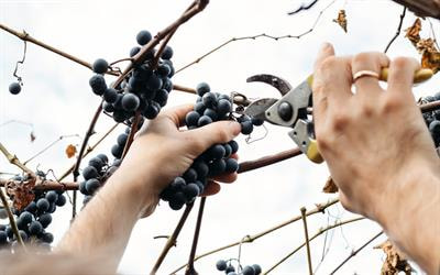 Cover image for research topic "Sparkling Wines: Current Trends and Future Evolution"