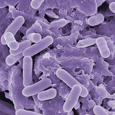 Cover image for research topic "Biofilm Formation and Quorum Sensing of Foodborne Microorganism"
