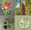 Cover image for research topic "Protein crops: Food and feed for the future"