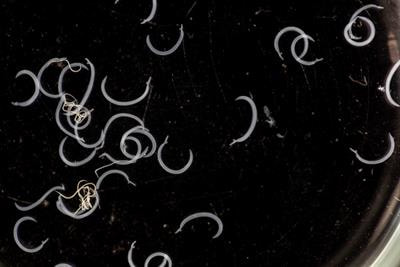 Cover image for research topic "Traditional and Molecular Approaches for Parasitic Helminth Identification and Diagnosis"
