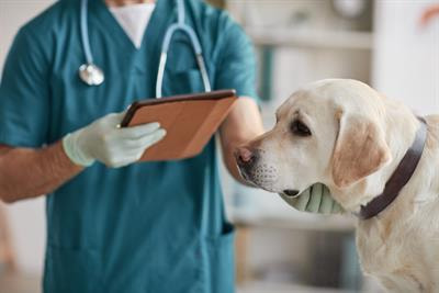 Cover image for research topic "Dog Filariosis: The Threat Walks Not Only in The Blood Stream"