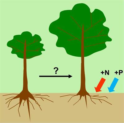 Cover image for research topic "Tropical forest ecosystem responses to increasing nutrient availability"