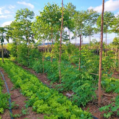 Cover image for research topic "Improving Investment in Research and Innovation to Transform Agrifood Systems in the Global South"