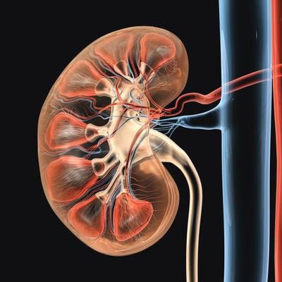 Cover image for research topic "Advances in Chronic Kidney Disease Diagnosis and Therapy"