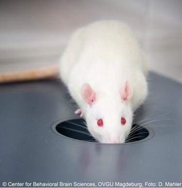 Cover image for research topic "Scents that Matter - From Olfactory Stimuli to Genes, Behaviors and Beyond"