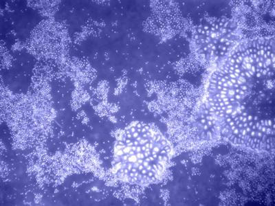Cover image for research topic "Epibacterial communities on macroalgae"