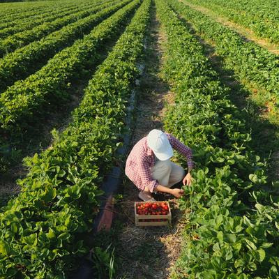 Cover image for research topic "Transformative Food Value Chains for Local Development"