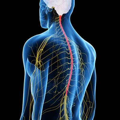 Cover image for research topic "Cardiovascular Physiology and Pathology of Cardio-Pulmonary and Peripheral Sensory Nerves"