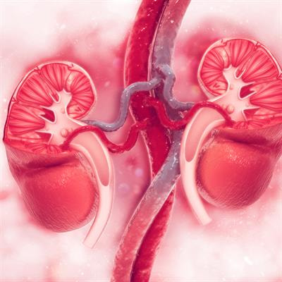 Cover image for research topic "Rising Stars in Renal and Epithelial Physiology: 2022"