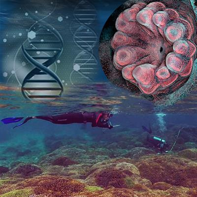 Cover image for research topic "Innovative Approaches to Coral Reef Science by Early Career Researchers"