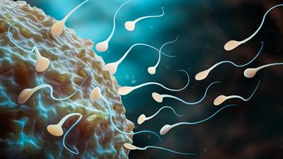 Cover image for research topic "Molecular, Cellular and Physiological Determinants of Sperm Fertility and Freezability in Mammals"
