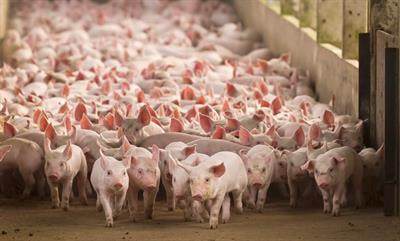 Cover image for research topic "Farm Animal Welfare and Climate Change: Methods of Assessment and Mitigation"