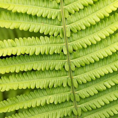 Cover image for research topic "Plant Architecture: Structure, Development, Evolution, and Molecular/Genetic Regulation"