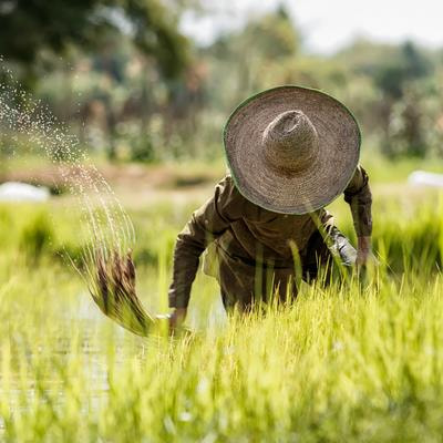 Cover image for research topic "Mining and Utilization of Favorable Gene Resources in Rice"