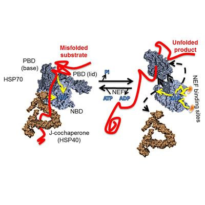 Cover image for research topic "The Hsp70 molecular chaperone machines"