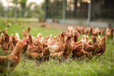 Cover image for research topic "Advances in Diagnosis and Control of Poultry Viral Diseases"