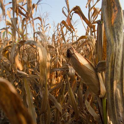 Cover image for research topic "Sustaining CO2 Fertilization Gains under Water and Nutrient Stress in Crop Plants"