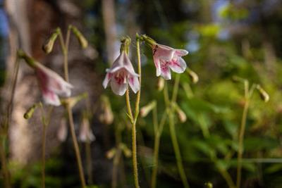 Cover image for research topic "To plant, rewild, or ignore? Linking forest restoration methods to long-term ecological trajectories and ecosystem services."