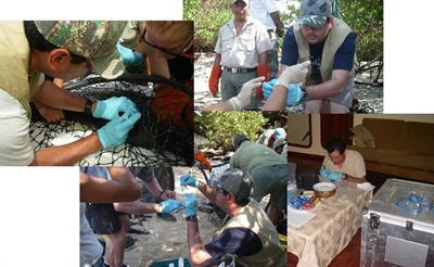 Cover image for research topic "Marine Ecotoxicology: Legacy and Emerging Pollutants in the Marine Environment"