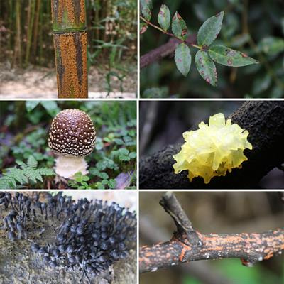 Cover image for research topic "Plant-Fungal Interactions"