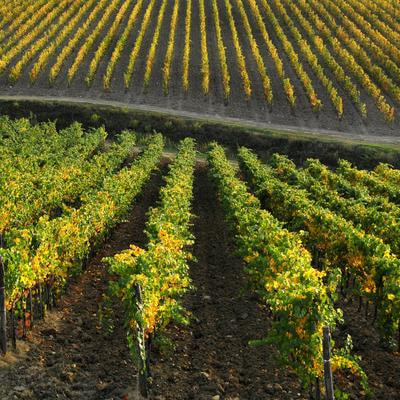 Cover image for research topic "Resilience of Grapevine to Climate Change: From Plant Physiology to Adaptation Strategies, Volume II"