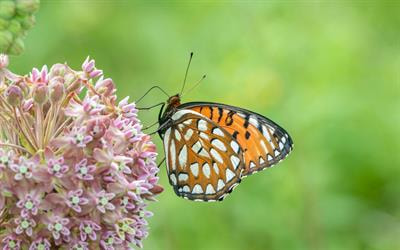 Cover image for research topic "Conservation of the World’s Butterflies: Recent Advances in Science and Practice"