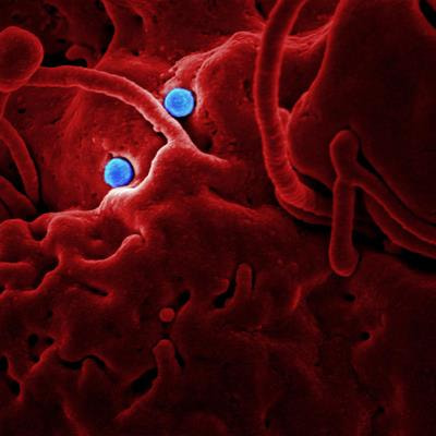 Cover image for research topic "New trends in natural product research for inflammatory and infectious diseases: Volume II"