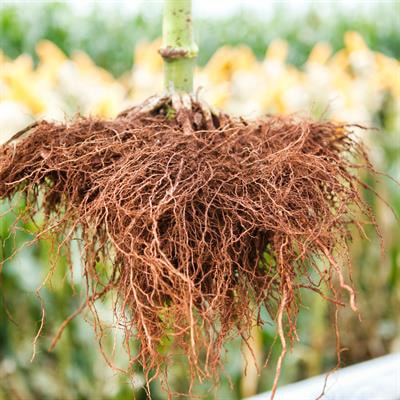 Cover image for research topic "Plant Growth-Promoting Rhizobacteria (PGPR) and Plant Hormones: An Approach for Plant Abiotic Stress Management and Sustainable Agriculture"