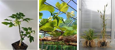 Cover image for research topic "Stress-induced Flowering in Plants"