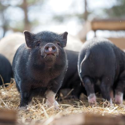 Cover image for research topic "Management Methods to Enhance Animal Welfare and Product Quality"