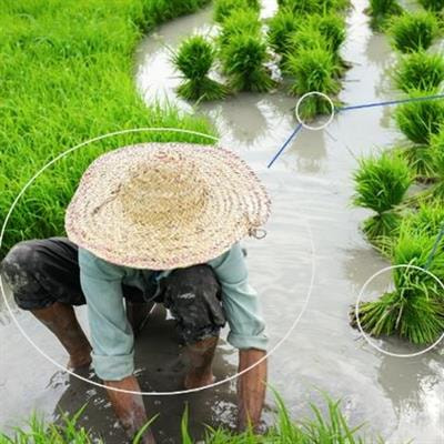 Cover image for research topic "Knowledge Graph Technologies: the Next Frontier of the Food, Agriculture, and Water Domains"