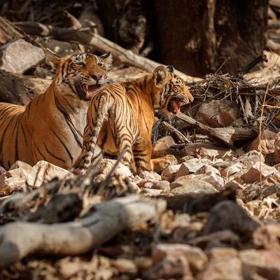 Cover image for research topic "Science-Based Conservation of Tigers: Assessing the Past to Prepare for the Future"