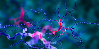 Cover image for research topic "Regulation of PI3K/Akt Signaling Pathway: A Feasible Approach for Natural Neuroprotective Agents to Treat Various Neuron Injury-Related Diseases"