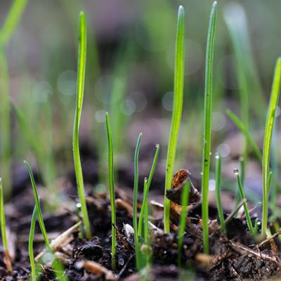 Cover image for research topic "Early-Career Scientists’ Contributions to Soil Processes Research: 2022"