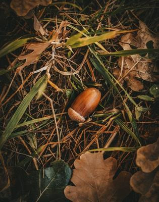 Cover image for research topic "Impacts of Climate Change on Long Term Viability of Trees Species with Recalcitrant Seeds"
