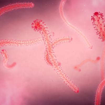 Cover image for research topic "Immune Correlates of Protection for Emerging Diseases – Lessons from Ebola and COVID-19"