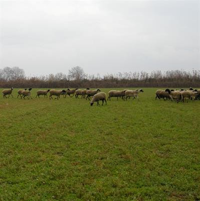 Cover image for research topic "Optimizing the delivery of multiple ecosystem goods and services in agricultural systems"